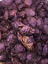 Full frame shot of crabs for sale in market