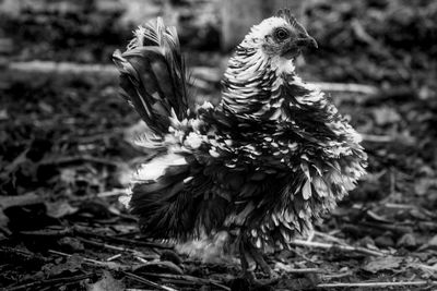 Close-up of bird on a field