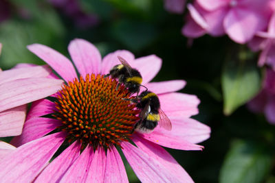 Close-up of bees on purple flower