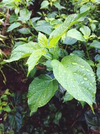 Close-up of wet plants