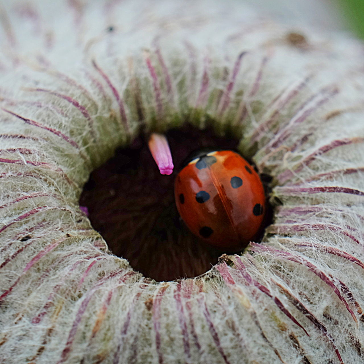 insect, invertebrate, close-up, animal wildlife, animal, animal themes, one animal, animals in the wild, no people, beauty in nature, flower, ladybug, plant, selective focus, growth, nature, flowering plant, petal, fragility, natural pattern, butterfly - insect, flower head