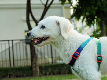 Close-up of dog looking away