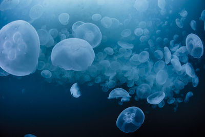 Close-up of jellyfish in sea