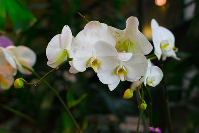 Close-up of flowers against blurred background