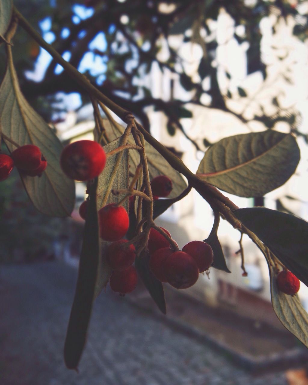 red, focus on foreground, close-up, branch, tree, hanging, leaf, flower, no people, day, decoration, indoors, nature, sunlight, table, selective focus, growth, plant, freshness