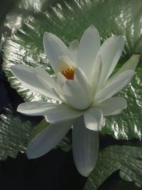 Close-up of white flowering plant