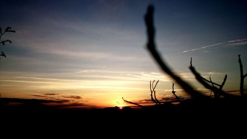 Silhouette of trees at sunset