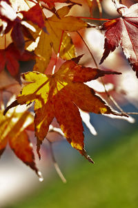 Close-up of maple leaves on tree