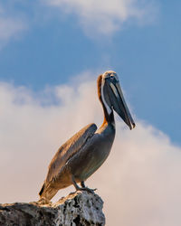 Pelican perching on rock against sky