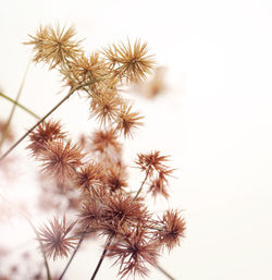 Close-up of dandelion against white background