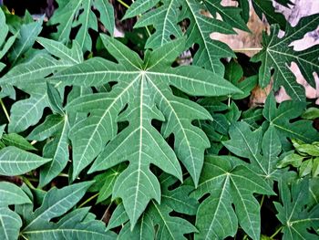 High angle view of plant growing on field