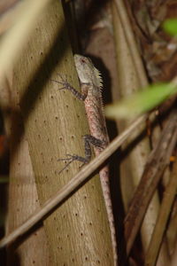 Close-up of insect on wood