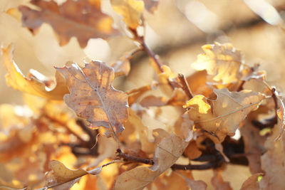 Autumn and fall tree leaves in sunlight, bokeh and macro photo, nature background in georgia