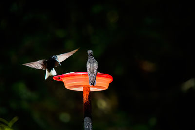 Close-up of a bird flying