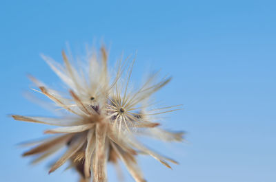 Wilted dandelion seed head