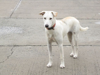 High angle view of dog standing on footpath