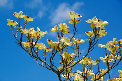 Low angle view of tree against blue sky