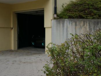 Tree outside house in yard of building