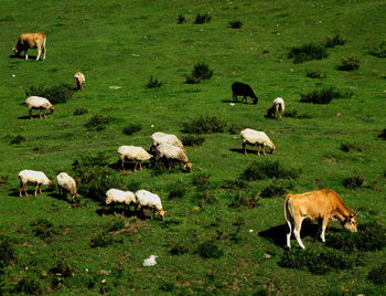 Sheep grazing in a field