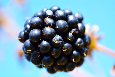 Close-up of fruit against blue background