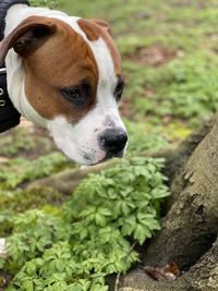 Close-up of dog looking away