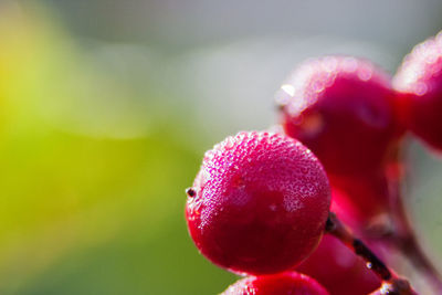 Close-up of cherries on plant