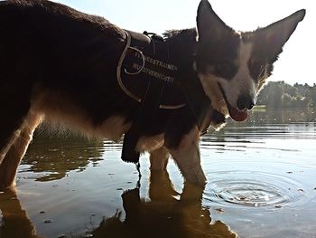 Reflection of horse in water