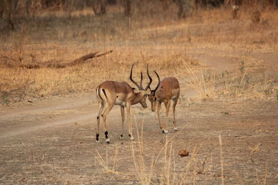 Antelopes on land