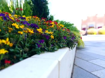 Close-up of fresh purple flowers in pot