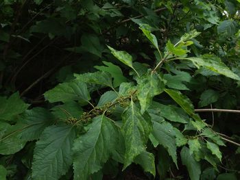 Close-up of leaves