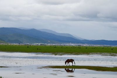 Horse on lake by mountains against sky