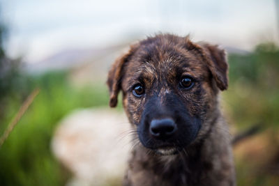 Close-up portrait of black dog