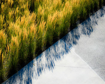 Plants growing on land