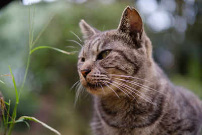 Close-up of cat outdoors