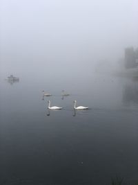 Birds swimming in lake