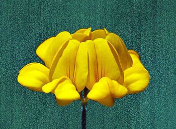 High angle view of yellow tulip flower