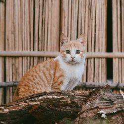 Portrait of cat sitting on wood