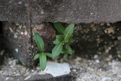 Close-up high angle view of plant