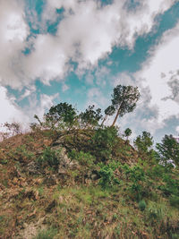 Low angle view of trees against sky