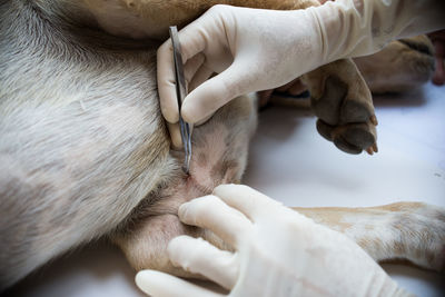 Close-up of hand holding dog