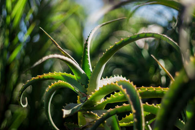 Close-up of succulent plant