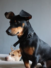 Close-up of dog looking away