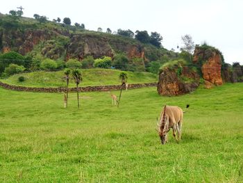 Horse grazing in a field