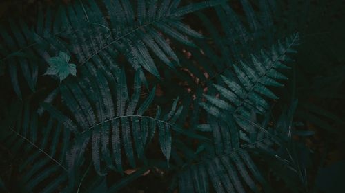 Close-up of fern leaves