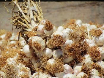 Close-up of dried flowers