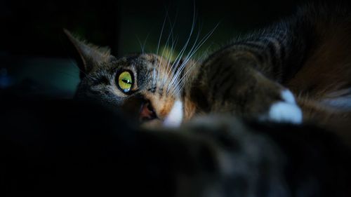 Close-up portrait of cat lying down