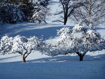 Trees on snow covered landscape