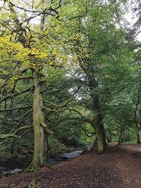 Trees growing in forest