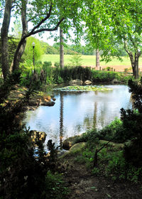 Scenic view of lake by trees against sky