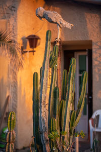 Close-up of succulent plant against building